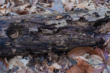 Rotting Log Texture