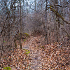 Bike Path Through the Woods