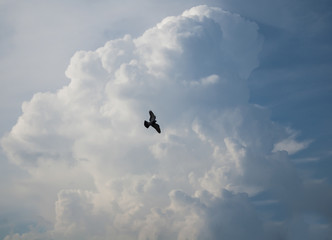 A pigeoon in the sky