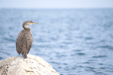 
European shag or common shag (Phalacrocorax aristotelis) in Croatia 