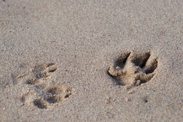 Dogs footprint