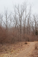 Obraz na płótnie Canvas Winter Path in the Woods