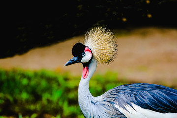 Portrait of a Crowned Crane (Balearica pavonina). Gruidae is a family of gruiform birds