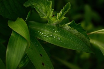 green leaf with water drops