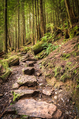 Woodlands of the Rainbird Trail on a sunny autumn day in Ketchikan, Alaska