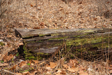 Moss on a Fallen Log