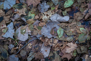 Leaves in Winter on the Forest Floor