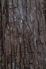 Tree Bark Texture