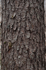 Naklejka premium Tree Bark Texture