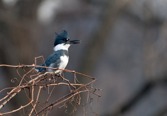 Belted Kingfisher portrait