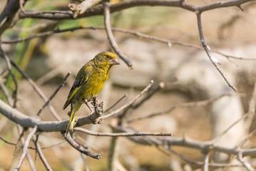 Male European greenfinch or chloris chloris on twig