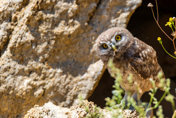 Little owl or Athene noctua on rock