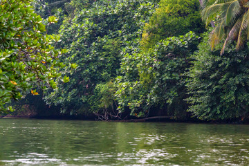 Mangroves on the bank of tropical river in Sri Lanka