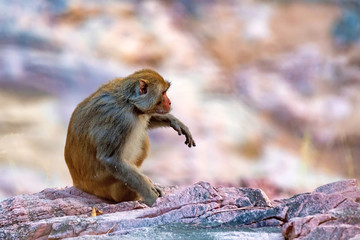 The rhesus macaque or Macaca mulatta profile in nature