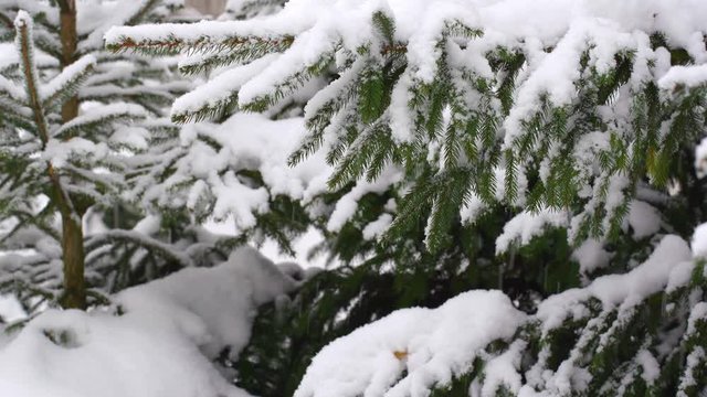 Beautiful branches of fir trees covered with fresh fluffy snow. Heavy snowfall and snowflakes falling down on ground in winter wood. Real time 4k video footage.