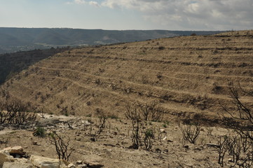 The a wildfire burns in a forest in Cyprus