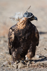 Golden eagle ia the bird educated for a falconry. It is a popular hunting style for a Mongolian Altai region.