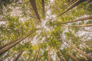Obraz premium Group of excessively tall Douglas Fir trees (Pseudotsuga Menziesii) growing wild in a State Reserve Park on a sunny autumn day in Vancouver, British Columbia