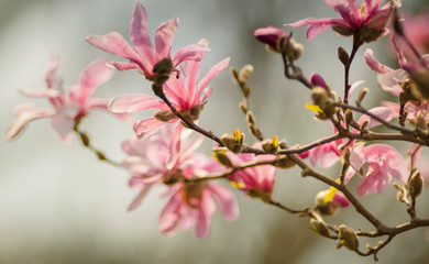 Fototapeta na wymiar Magnolien im Frühling