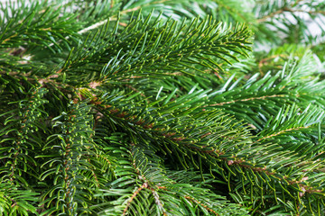 Closeup of  spruce branches selective focus. green Christmas background