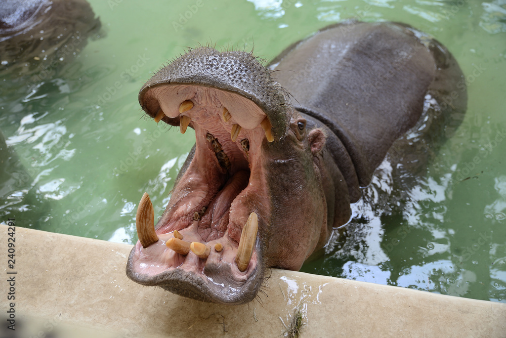 Wall mural hippo with open mouth in a zoo, budapest