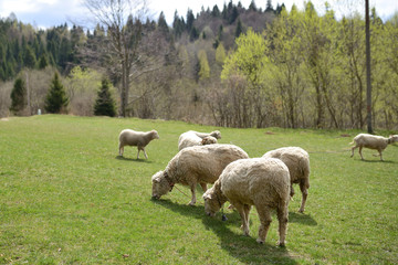 Obraz premium sheep in a meadow in the mountains