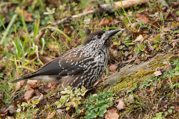 Eurasian Nutcracker / Nucifraga caryocatactes