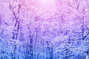 Winter frost, forest background for your design
