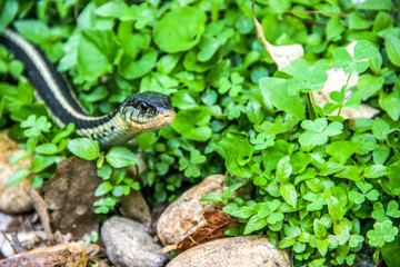 green garter snake in the grass
