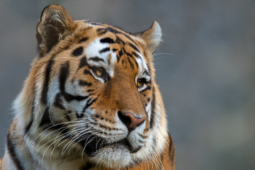 Siberian tiger - Panthera tigris