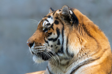 Siberian tiger - Panthera tigris