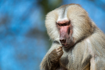 Hamadryas baboon