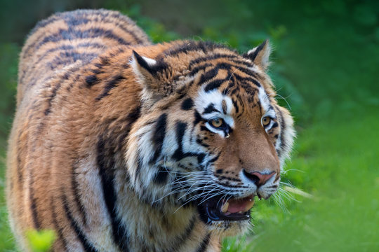 Siberian tiger - Panthera tigris