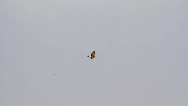 Bonelli's eagle flying in the sky