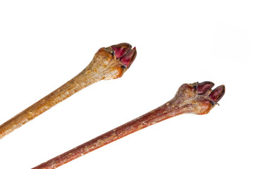 Branches and buds  judas tree (Cercis siliquastrum)isolated on a white background, macro