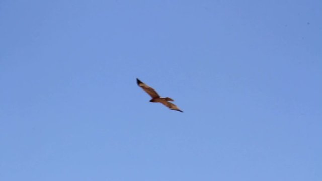 Bonelli's eagle flying in the sky