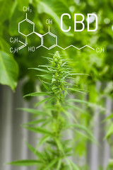 Chemistry cannabis. Cbd cannabidiol formula. Science, research marijuana. Thematic photos of hemp...