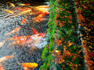Perspective many colorful red, gold, black, white Japanese koi fish gathering at bubble, small stream pond waterfall garden in winter, with autumn fallen maple leaves, green moss stone as ladder steps