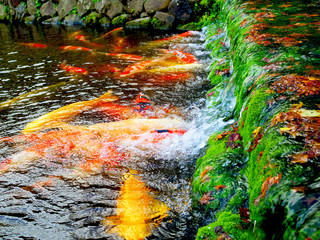 Many colorful red, gold, black, white Japanese koi fish gathering at small stream pond waterfall garden in winter, with autumn fallen maple leaves, green moss stone as ladder steps, stone wall