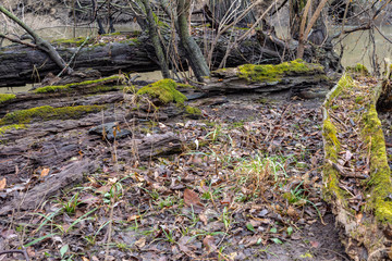 Forest moss growing on fallen rotten tree with autumn leaves.
