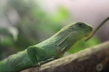 Basilisk