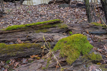 Forest moss growing on fallen rotten tree.