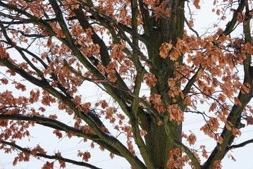 oak tree branches with dry brown leaves