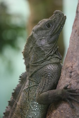 Leguan