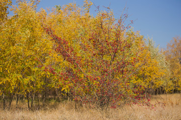 Fototapeta premium Crataegus, commonly called hawthorn, quickthorn, thornapple, May-tree, whitethorn, or hawberry. The berries are matured and become food for birds in winter. Autumn landscape.