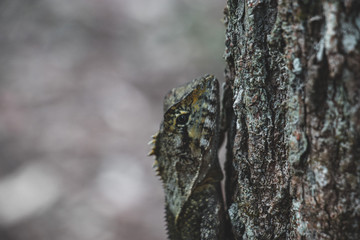 Obraz premium lizard on tree