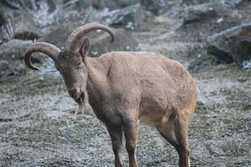 Steinbock