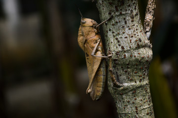 grasshopper on tree