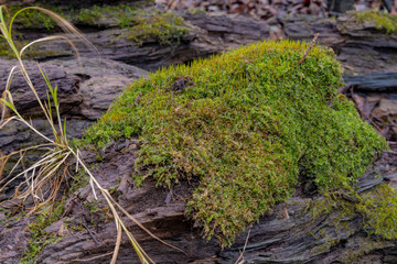 Green moss in the forest growing on rotten fallen tree.