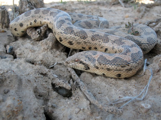 Tartary sand boa (Eryx tataricus)
